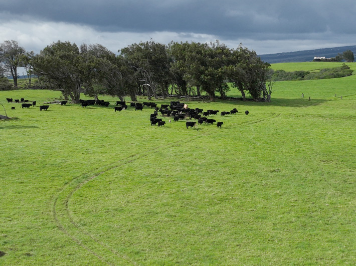 Stewarding ‘āina Pauahi: Growing Pauahi’s land legacy forward